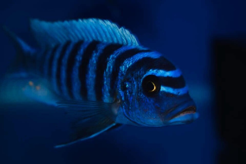 Maylandia zebra 'Narungu'